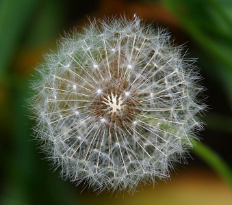 [A very close top-down view of the globe of white wispy spikes. The center of the sphere is tan. The spikes coming from it are dark brown close to the center then become white. At the end of the spike is a section which is similar to an inverted umbrella. The entire edge of the sphere is wispy. ]